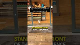 This Seagull is a THIEF 🤣 [upl. by Sclater]