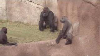 Gorillas at the LA ZOO watch the whole video [upl. by Ahtnama]