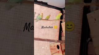 Different colors love birds 😊 short video  viral  video  birds [upl. by Creamer]