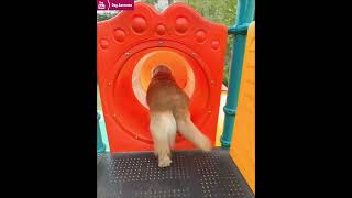 The golden retriever goes to the childrens playground to play on the slide every day🥳 [upl. by Servais]