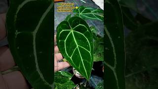 indoor Foliage plants collection Rare aroids amp foliage plants nursery in india foliage nursery [upl. by Maurie421]