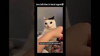 Cat Death Stare 💀 shortsviral funny memes funnymemes shortsfeed cat catlover [upl. by Aileme]