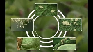 See how Potato Late Blight develops [upl. by Adnarrim]