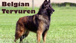 Podcast 132 Belgian Tervuren History  A true renaissance dog [upl. by Wystand593]