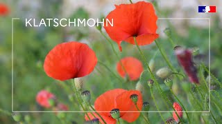 Klatschmohn Vorsicht vor Vergiftungen bei kontaminiertem Heu [upl. by Whitcomb]