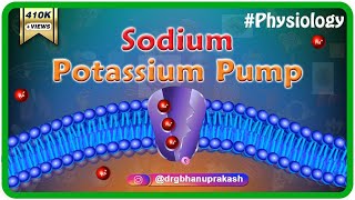 Sodium potassium pump animation [upl. by Gupta580]