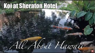 KOI POND SHERATON HOTEL WAIKIKI sheratonwaikki koipond vacation aloha hawaii [upl. by Akirdnas297]