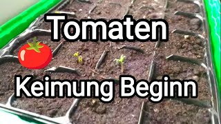 Tomaten 🍅 Keimung Beginn [upl. by Oretos745]