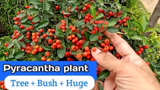 How to grow Pyracantha plant  Beautiful Victory Pyracantha plant  Urdu Hindi [upl. by Riva502]