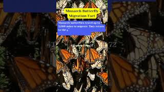 Monarch Butterfly Migration Fact shortsfeed truefacts truefactstoday butterfly AnimalFacts [upl. by Vonni]