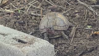 Meet The third tenant at My Little Turtle Pond [upl. by Aleinad88]