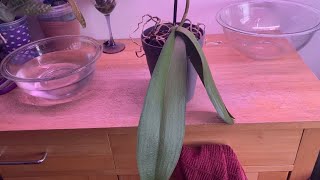 Rehabilitate a Phalaenopsis with meorchid rescue with water culture [upl. by Anawyt]