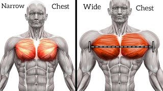 Exercises for Bigger Chest Workout to Get Wide Pecs [upl. by Chimene114]