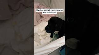 Eine Hundegeburt ist für jeden Züchter eine Riesen Herausforderung hund hundeliebe hundevideos [upl. by Zigrang]