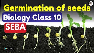 Germination of seeds  Class 10 biology chapter 8  How do organisms reproduce SEBA  ASSEB [upl. by Nathaniel153]