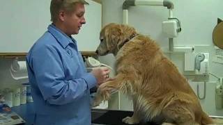 Heartworm Tests Naperville IL Woodridge IL Bolingbrook IL Plainfield IL 630 3556164 [upl. by Ahsennod]