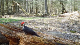 Pete the Pileated Woodpecker and Friends 4K [upl. by Lesirg]