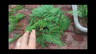 How to Propagate Leyland Cypress [upl. by Applegate]