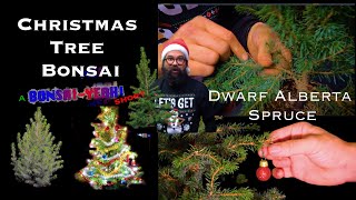 Dwarf Alberta Spruce Christmas Tree Bonsai [upl. by Ly]