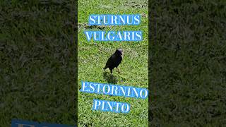 Estornino pinto parquelasheras comuna14 shortsvideo shortvideo sturnusvulgaris birds pajaros [upl. by Nanfa]