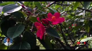 Jatropha integerrima  Plante des régions tropicales [upl. by Nitnert]