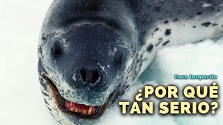 lo ÚLTIMO que VE un PINGÜINO foca leopardo [upl. by Nairred]