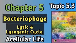 Bacteriophage  Structure And Replication Of Bacteriophage In Lytic And Lysogenic Life Cycle [upl. by Aizirk]