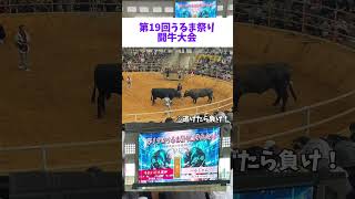 【闘牛大会】迫力満点！第19回うるま祭り闘牛大会 闘牛 うるま市 うるま祭り闘牛大会 [upl. by Garik507]