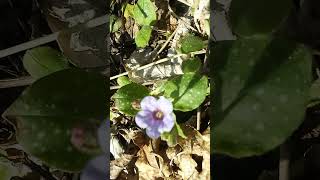 Mrs moon pulmineria in the garden 5 minutes in the garden ASMR nature wintergarden [upl. by Nitsej816]