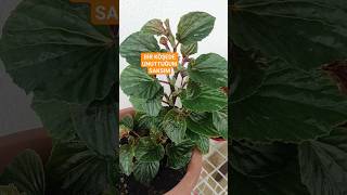 ✅BEGONYA BAKIMI KANALIMDA ✅begonia begonya keşfet [upl. by Monteria]