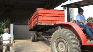 Unloading coffee berries in the silo teo be processed as natural and pulped natural  coffee f [upl. by Dedie]