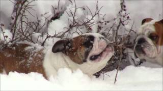 Bulldogs in snow Coloradowmv [upl. by Idnir]