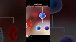 MYELOMA PLASMA CELLS Bone marrow Cancer [upl. by Ahsirahc]