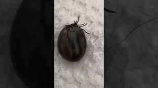 😱😰🩸Engorged Tick A Nasty Encounter🩸 Опухший клещ неприятная находка [upl. by Knoll]