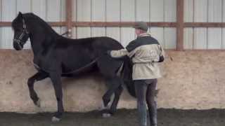 Piaffe training with David Donnelly at French Light Dressage [upl. by Aneeres777]