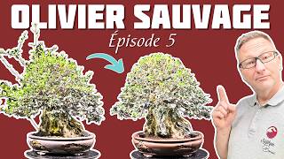 Comment apporter de la maturité à son Bonsaï  Olivier Sauvage  Épisode 5 🌱 NEJIKAN BONSAI 🌱 [upl. by Christianson896]