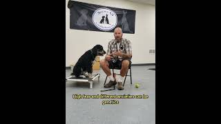 🐕 What is the hardest dog to train 🐕 Its not what you might think dogtraining doganxiety [upl. by Fabozzi]