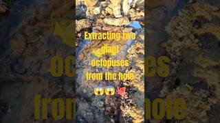 Extracting two giant octopuses from the hole 😱😱🐙fishing food fish العالم [upl. by Belford330]