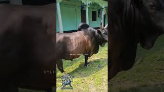 sada pagla 1  Fighter bull bull cow [upl. by Ecnarf]