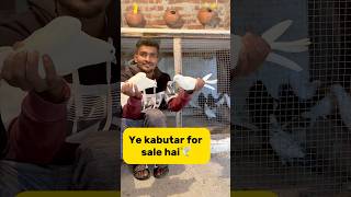 Ye kabutar for sale hai🕊️ petlover minivlog pigeonvlogger pigeon kabutarvlog kabutar viral [upl. by Anirdnajela126]