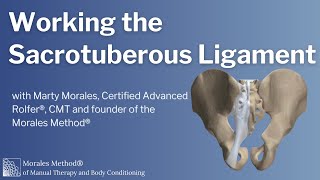 The Sacrotuberous Ligament [upl. by Ydnat517]