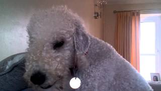 Bedlington Terrier Barking [upl. by Alicea]