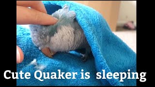 Preening my Quaker Parrot  Parrot Going to Sleep [upl. by Ferdinanda]