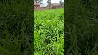 our brachiaria grass almost ready for harvest livestock sheepfarming [upl. by Lussier]