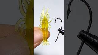 Tips for using shrimp for fishing fishing fishinglife [upl. by Airdnassac]