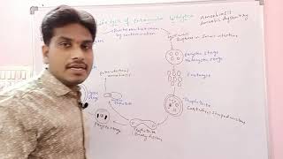 Entamoeba histolytica Life Cycle  Inter 1st year Zoology [upl. by Ytima]