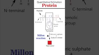 Millon and Folin Ciocalteu reaction csirnet iitgate iitjam [upl. by Attenaj]