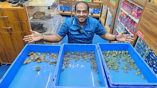 Chinese Turtle Diamond Turtle Map Turtle Red Eared Silder Turtle at Karnataka Aquarium [upl. by Hiram]