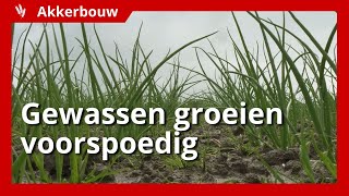 Gewassen groeien ondanks wisselende weersomstandigheden goed [upl. by Arianne]