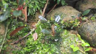 Bucephalandra and Its Natural Habitat  West Borneo [upl. by Aihsotal558]